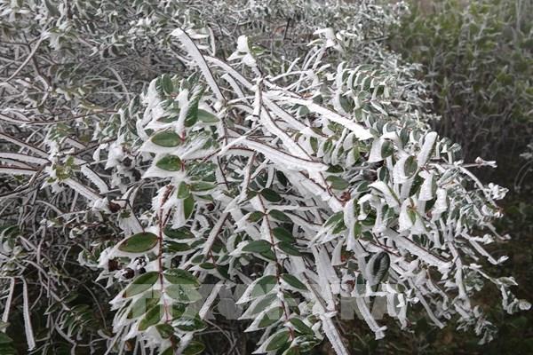 Băng giá xuất hiện trên tại vùng cao Mù Cang Chải (Yên Bái)
