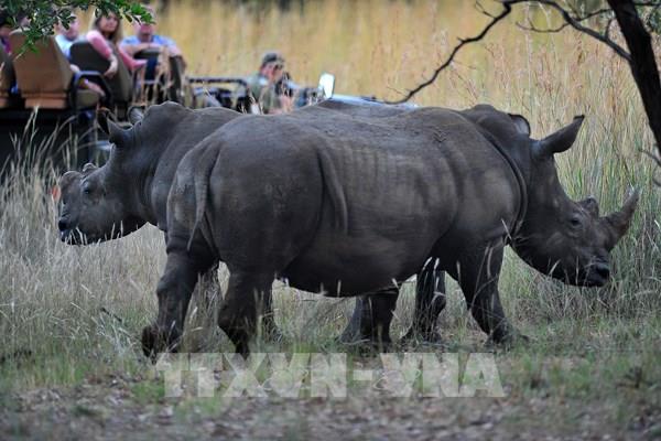 Nam Phi bắt giữ nghi phạm sát hại tê giác trắng