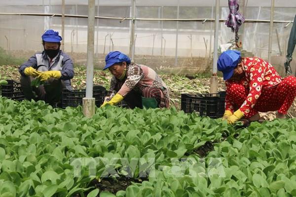 Định hướng phát triển chuỗi giá trị, tăng trưởng xanh ngành trồng trọt