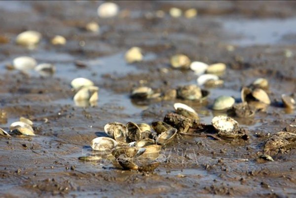 Thanh Hóa: Hàng trăm tấn ngao chết không phải do dịch bệnh