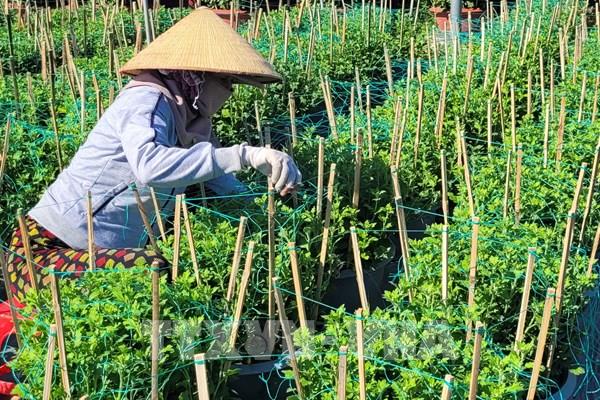 Người trồng hoa Tết lo lắng sức tiêu thụ