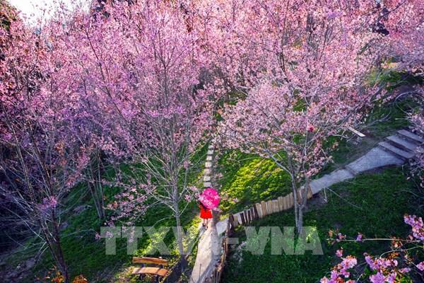 Rực rỡ sắc hoa trên đèo Pha Đin