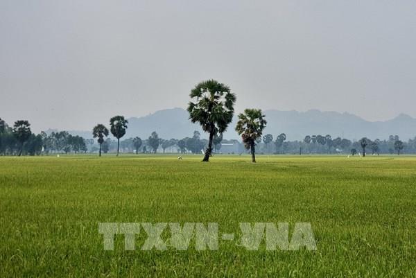 Giữa mùa nắng hạn, người dân miền Tây "hốt bạc" từ cây đặc sản