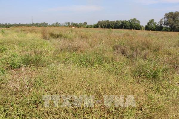 Hàng chục ha đất cho thuê bị bỏ hoang