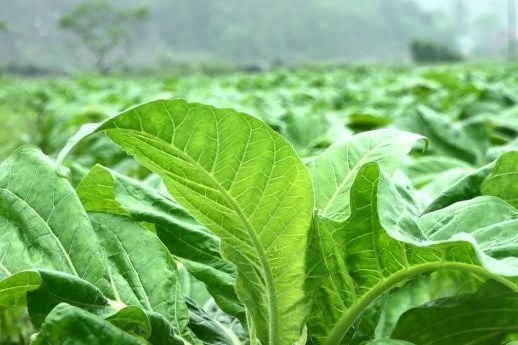 Năm 2024 sẽ có 72.000 tấn thuốc lá nguyên liệu nhập khẩu theo hạn ngạch