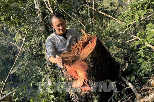 Lời cầu cứu từ Phìn Hồ: * Bài 1: Tan hoang rừng nghiến cổ thụ