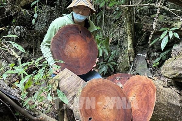 Lời cầu cứu từ Phìn Hồ *Bài 2: Tăng cường quản lý, giữ rừng