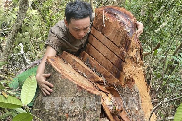 Cận cảnh rừng nghiến hàng trăm tuổi Phìn Hồ bị tàn phá