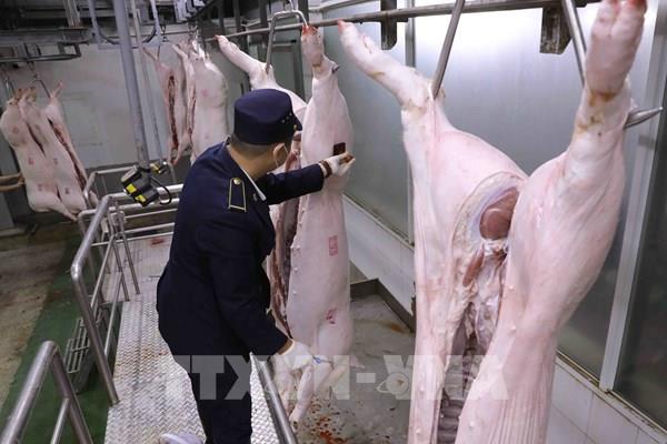 Không lo thiếu thịt lợn trong dịp Tết