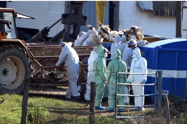 Pháp phát hiện ổ dịch cúm gia cầm độc lực cao