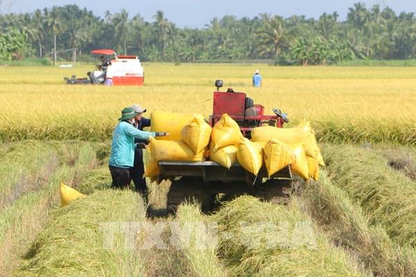 Thị trường nông sản: Giá lúa và gạo đều giảm