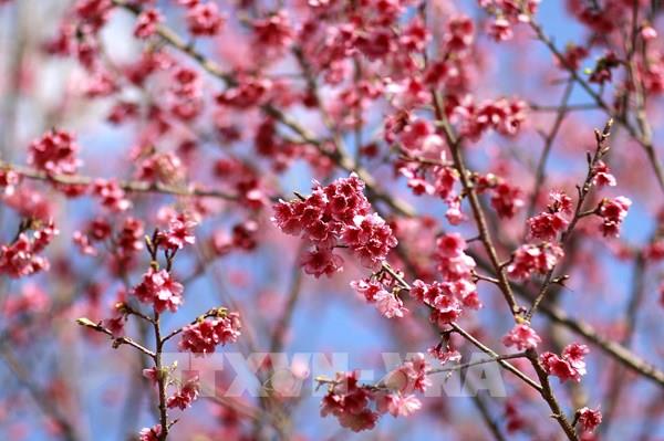 Hoa anh đào khoe sắc bên hồ Pá Khoang (Điện Biên)