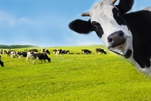 Sữa Quốc Tế sắp trả cổ tức bằng tiền tỷ lệ 85%