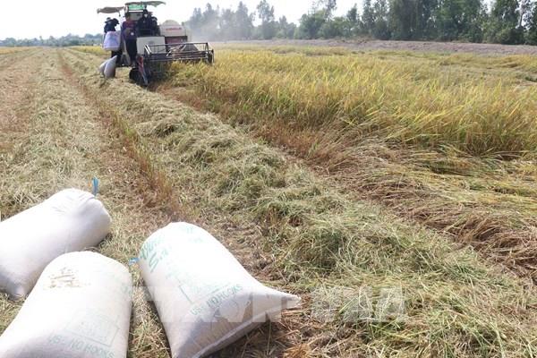 Thị trường nông sản: Nông dân thu lợi nhuận khá từ lúa Đông Xuân sớm