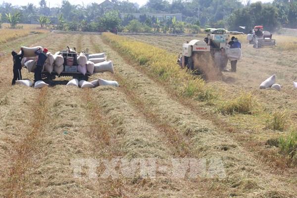 Thị trường nông sản: Giá lúa kéo dài đà tăng