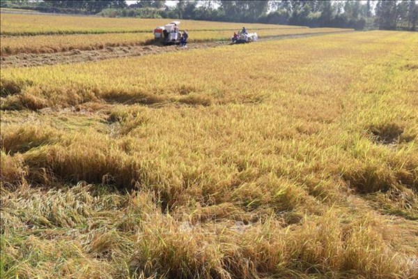 Trồng lúa Đông Xuân sớm lãi từ 40-60 triệu đồng/ha