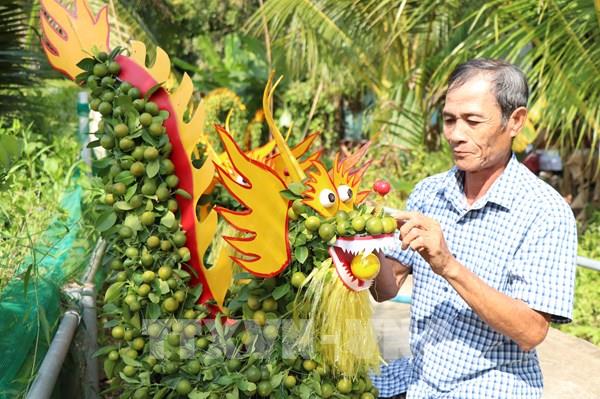 Độc đáo quất cảnh hình rồng tại Bến Tre