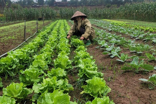 Hà Nội du lịch nông nghiệp, nông thôn định hướng liên kết cùng phát triển