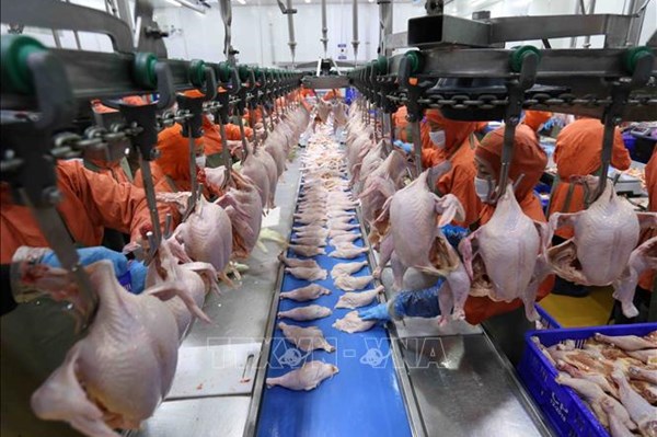 Đủ nguồn cung thịt lợn, gà phục vụ các tỉnh phía Nam dịp Tết