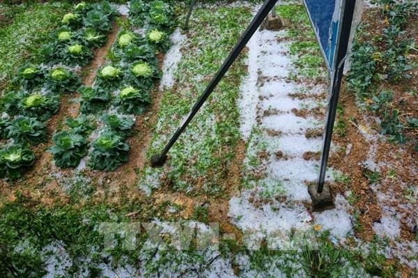 Mưa đá xuất hiện tại Lai Châu