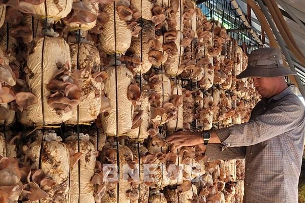 Rộn ràng mùa nấm Tết