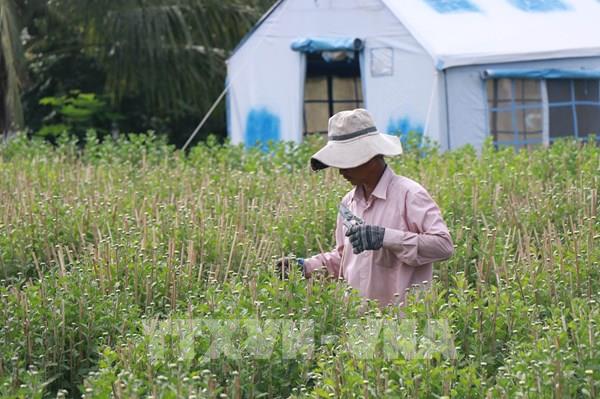 Làng hoa cúc "ngóng chờ" người mua
