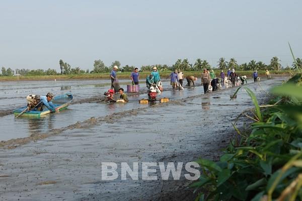 Nông dân Kiên Giang thắng lợi kép từ vụ lúa - tôm