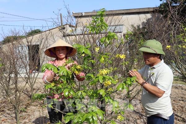 "Thủ phủ" mai vàng Kỳ Nam vào vụ Tết