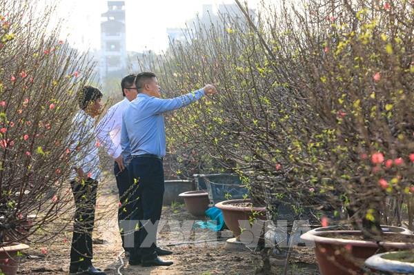 Làng đào Nhật Tân khi Tết đến, Xuân về