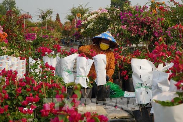Hoa giấy Tân Dương hút hàng vào dịp Tết