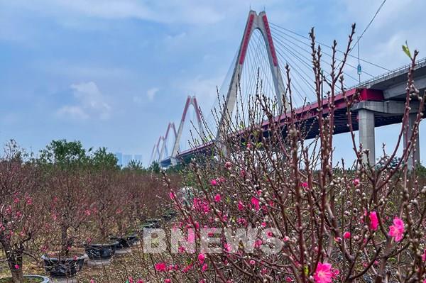 Đến Phú Thượng khám phá làng hoa Tết ở Hà Nội được yêu thích