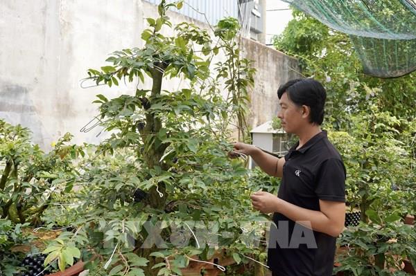 Gần Tết, nhiều vườn mai vẫn đang đợi khách