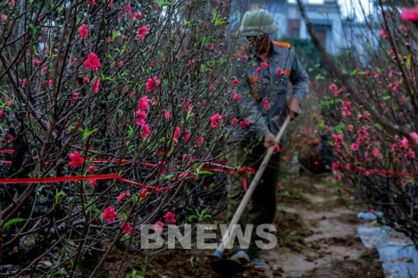 Bí quyết chọn và chăm sóc đào tươi lâu, đẹp, nở hoa đều trong dịp Tết