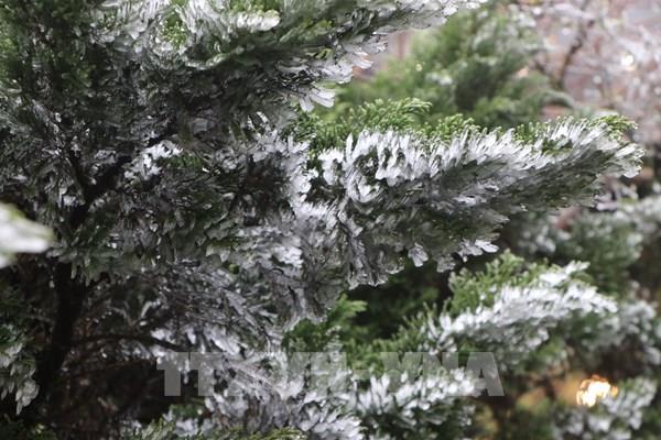 Băng giá phủ kín các cành cây, ngọn cỏ trên đỉnh Ô Quý Hồ