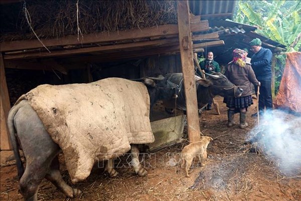 Ứng phó với rét đậm, rét hại