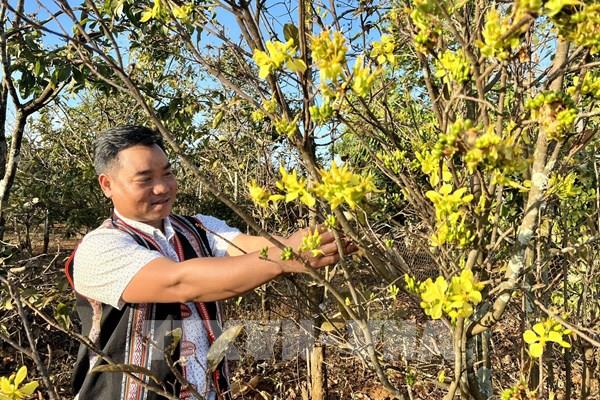 Làng mai trong phố núi Pleiku