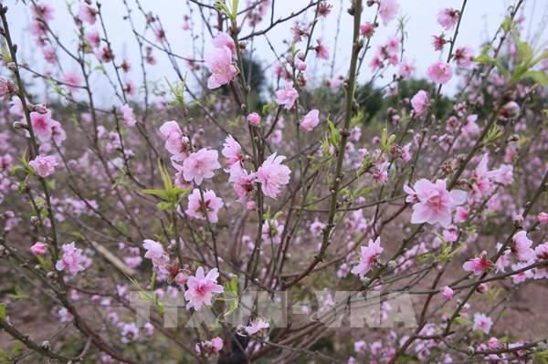 Đào nở sớm, nông dân "thấp thỏm" lo Tết