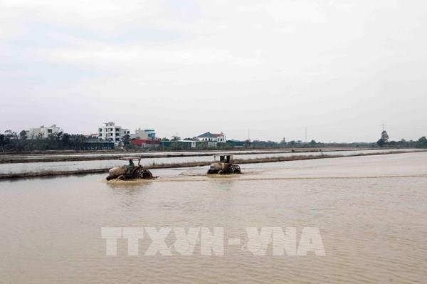 68% diện tích đã có nước gieo cấy vụ Đông Xuân