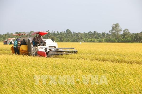 Thị trường nông sản: Giá lúa và gạo xuất khẩu đều giảm