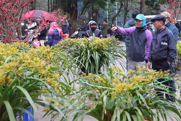 Hoa, cây cảnh Hà Nội xuống phố