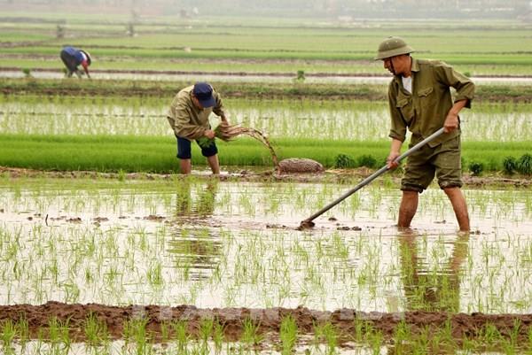Nhiều thuận lợi giúp lấy nước đợt 1 cho vụ Đông Xuân nhanh hơn dự kiến