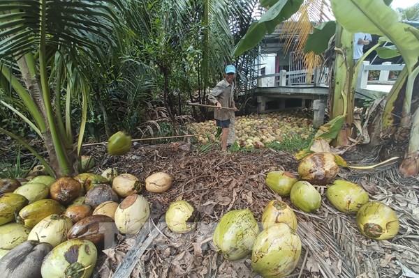 Phát triển vùng nguyên liệu dừa theo hướng hữu cơ phục vụ xuất khẩu