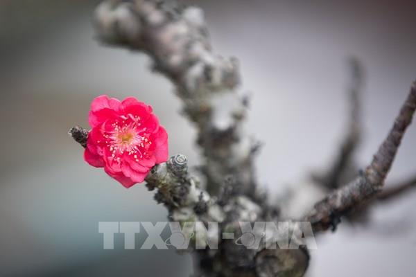 Đào Thất Thốn khoe sắc đón Xuân