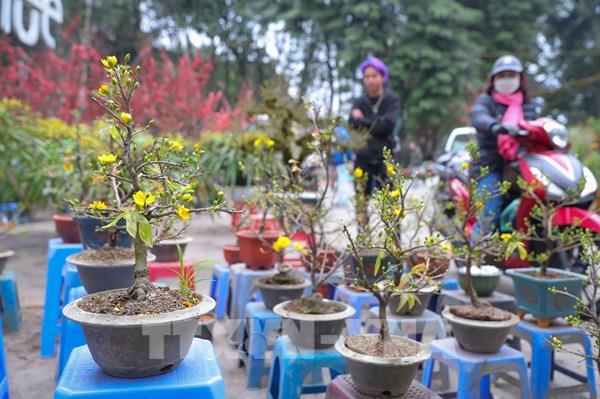 Hoa, cây cảnh Tết tràn ngập phố phường