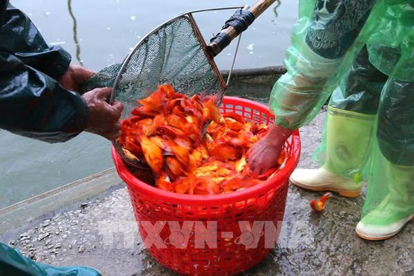 Người nuôi cá chép đỏ tất bật ngày Tết ông Công, ông Táo