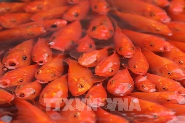 Làng nghề nuôi cá chép đỏ Thuỷ Trầm trước ngày ông Công ông Táo