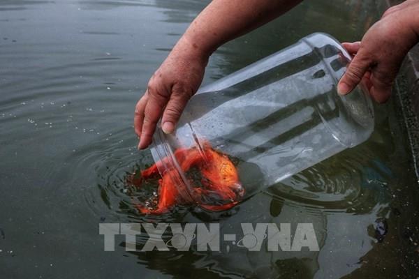 Hình ảnh người Hà Nội thả cá chép tiễn ông Công ông Táo về trời
