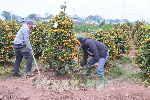 Thủ phủ quất ở Nam Định "cháy" hàng