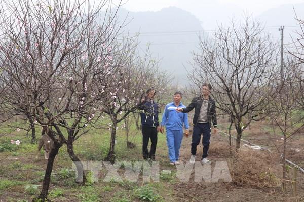 Dự báo thời tiết Tết Nguyên đán Giáp Thìn mới nhất: Miền Bắc chuyển rét, vùng núi có nơi rét hại 