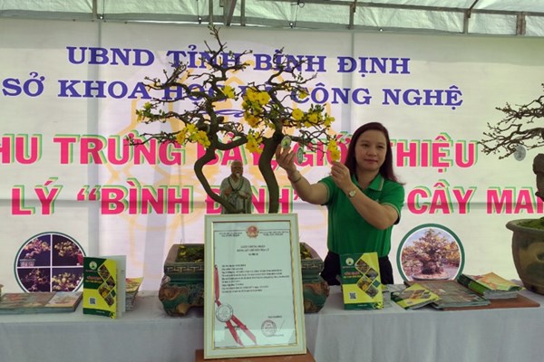 Sản phẩm Mai vàng Bình Định được bảo hộ chỉ dẫn địa lý